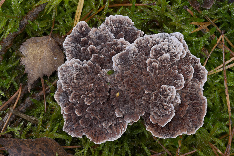 Hydnellum scrobiculatum